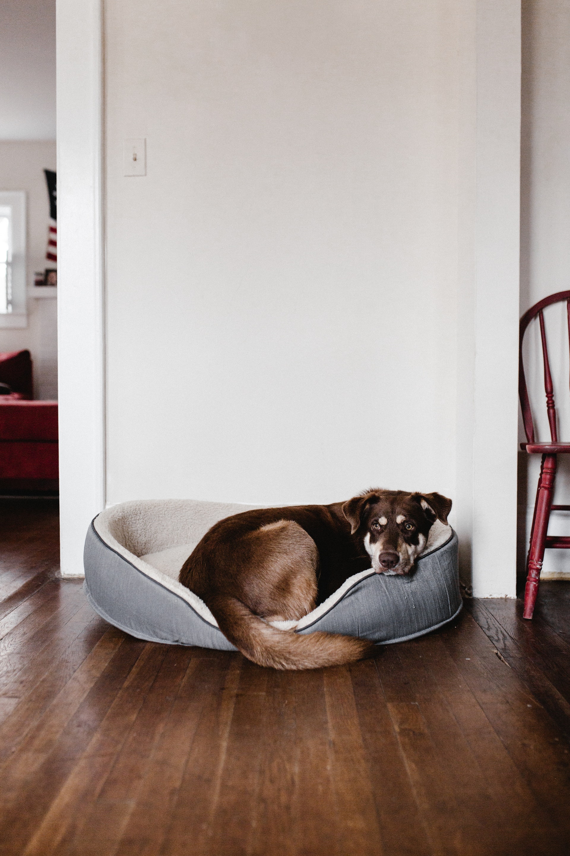 Dog resting in a bed at home